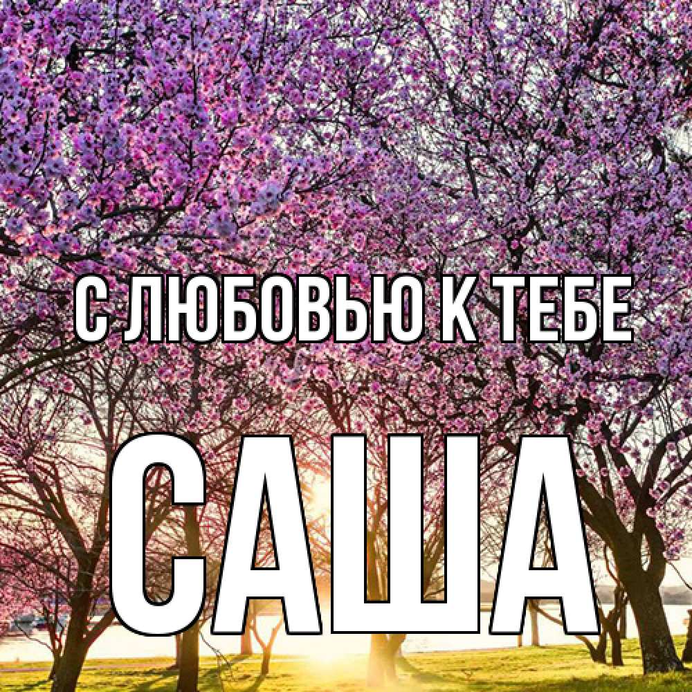 Открытка  с именем. Саша, С любовью к тебе  