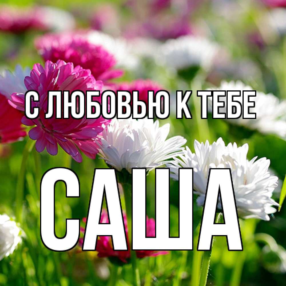 Открытка  с именем. Саша, С любовью к тебе  